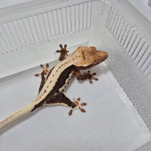 릴리100%헷아잔틱 릴리화이트 100%헷아잔틱