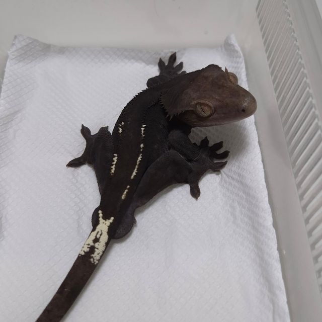 아잔틱