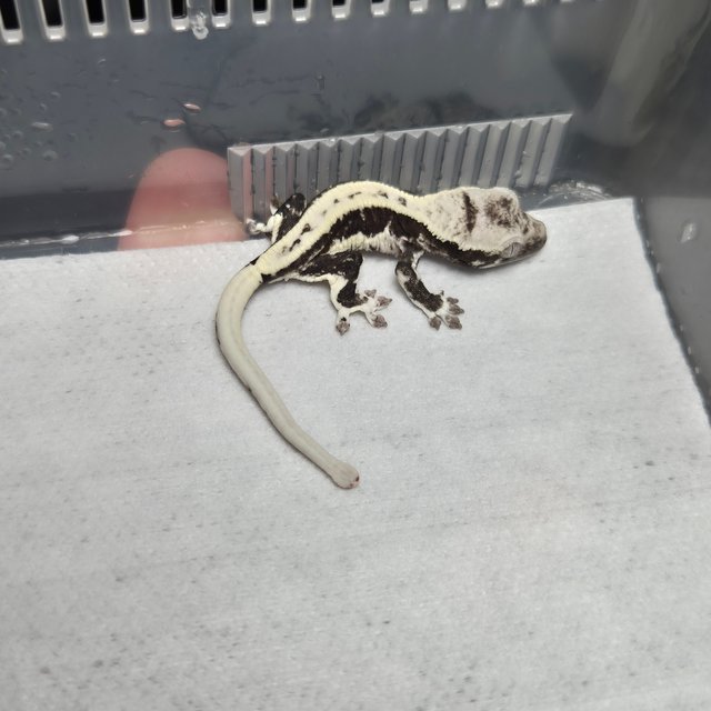 릴잔틱 릴리화이트 아잔틱