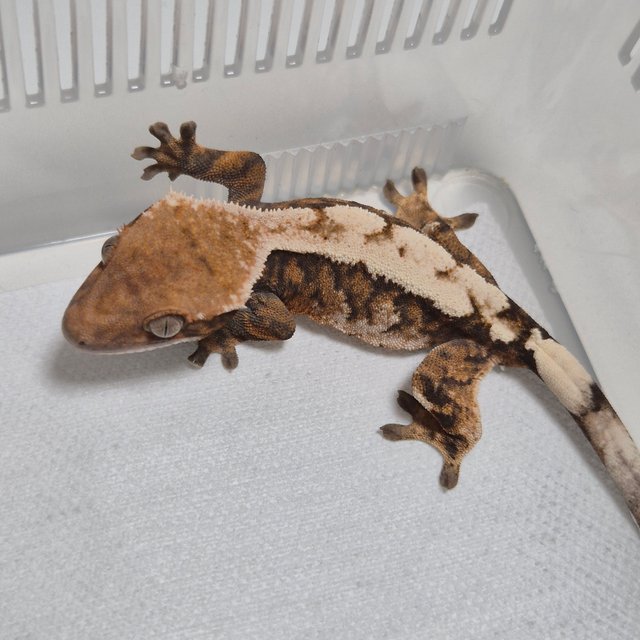 세이블 100%헷아잔틱