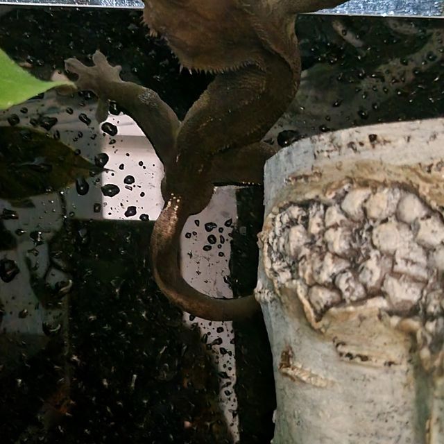 다크 챠콜