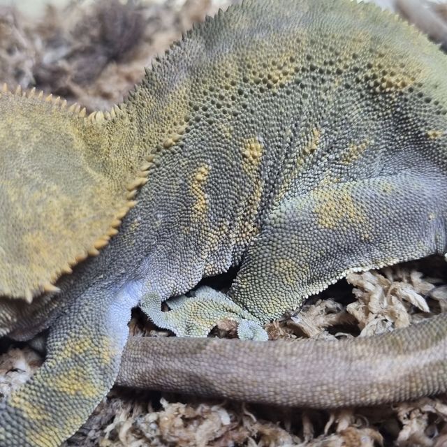 다크 챠콜