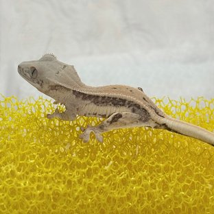 릴리화이트 크림