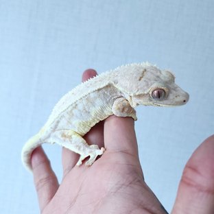 릴리화이트 크림