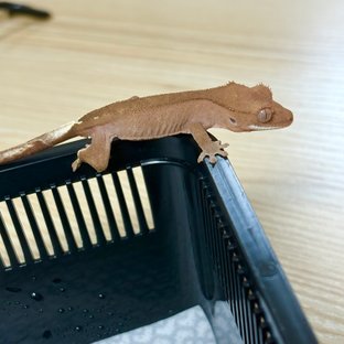 카푸치노 레드