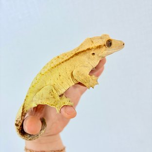 노멀 벅스킨 크림