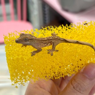 노멀 크림 크림시클