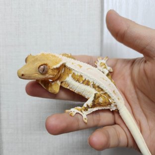 릴리화이트 크림