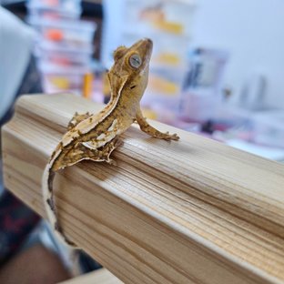 노멀 쿼드 크림