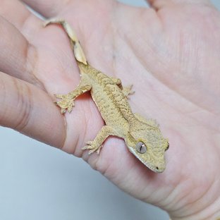 노멀 패턴리스 크림 옐로우