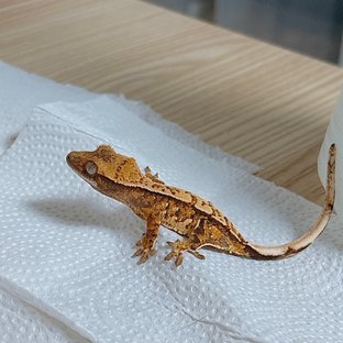 노멀 트라이
