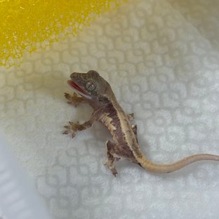 릴리화이트 크림