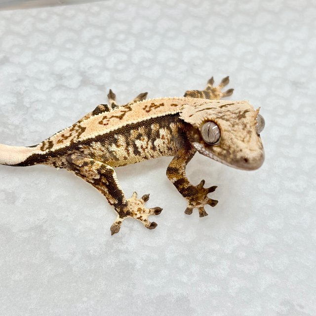 노멀 트라이 쿼드