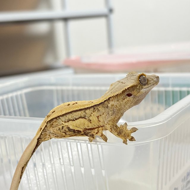 노멀 트라이 쿼드