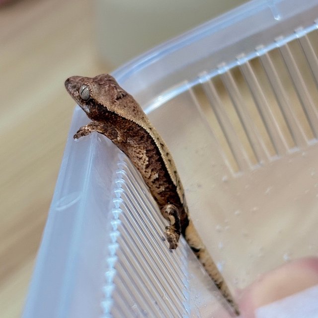 노멀 크림 크림시클