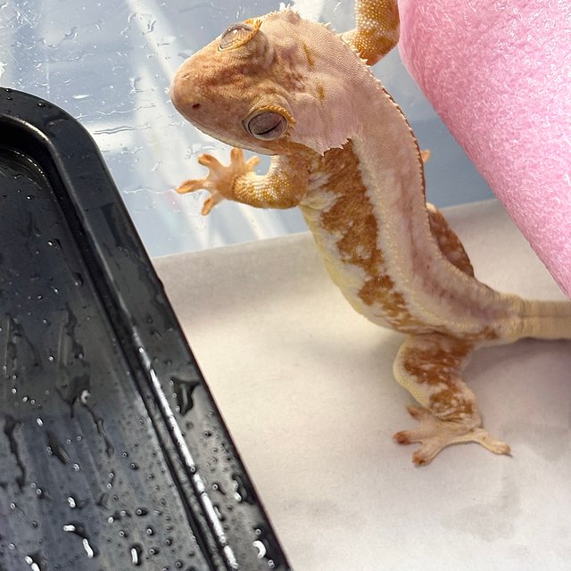 릴리화이트 크림