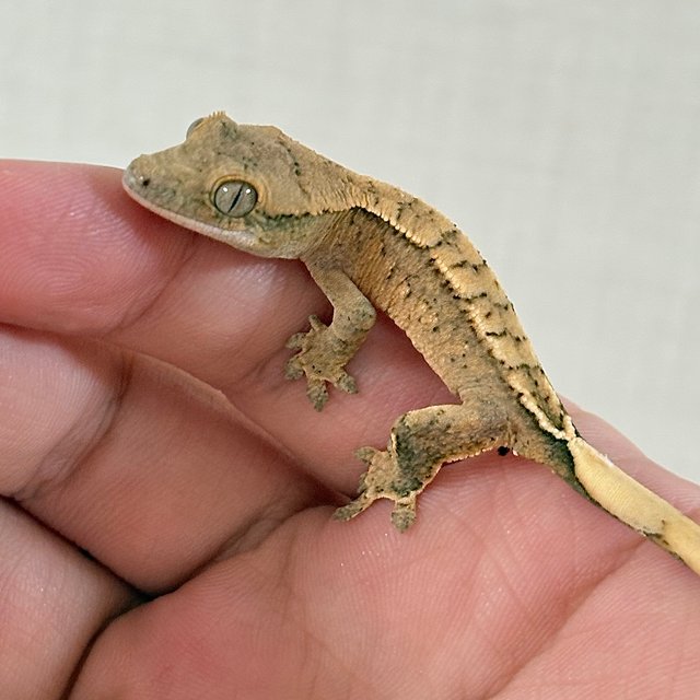 노멀 크림시클 크림