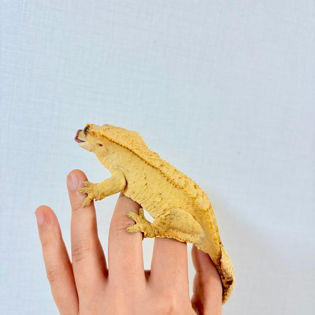 노멀 팬텀 벅스킨 브린들 옐로우 크림