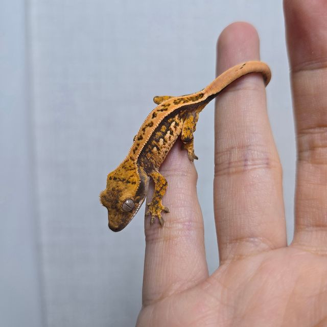 트라이