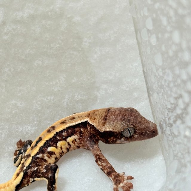 노멀 쿼드 트라이