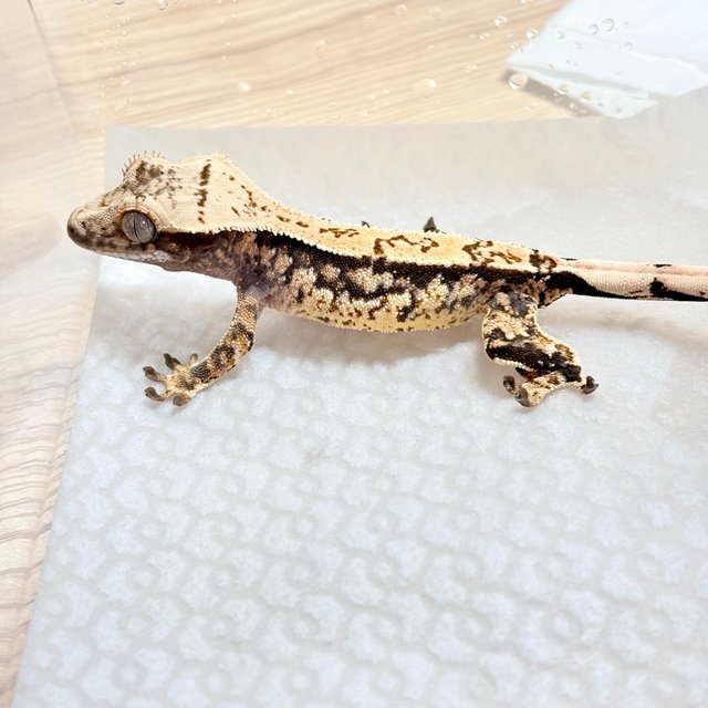 노멀 트라이 쿼드