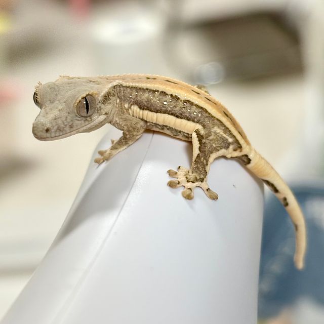 릴리화이트 크림 풀핀