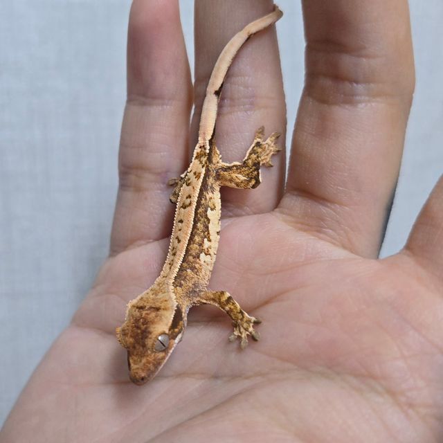 트라이
