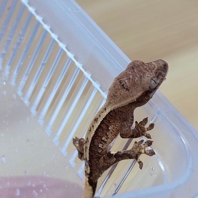 노멀 크림 크림시클