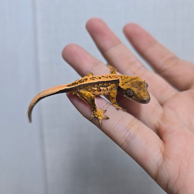 트라이