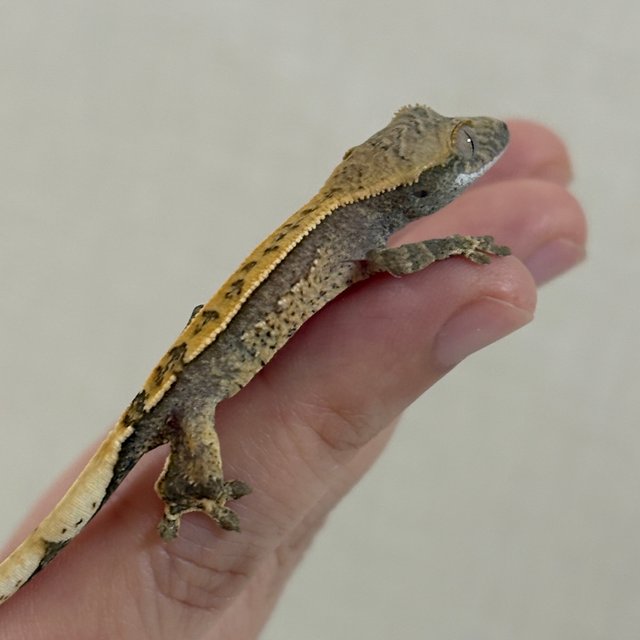 트라이 노멀 화이트스팟