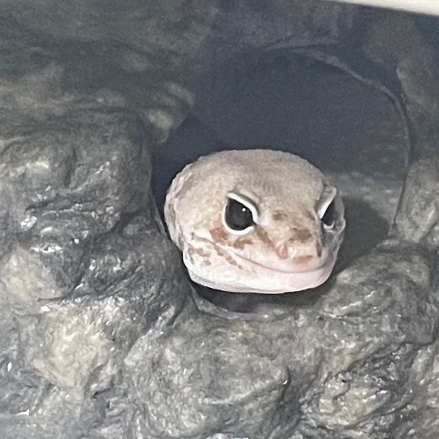 줄루 오레오
