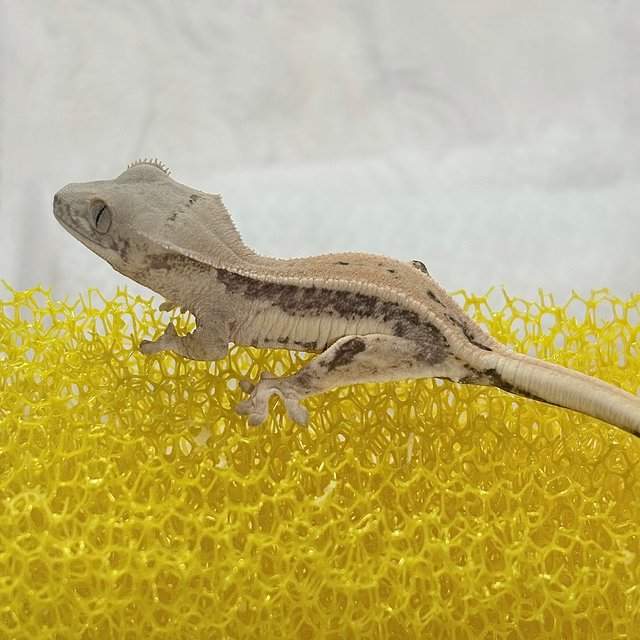 릴리화이트 크림