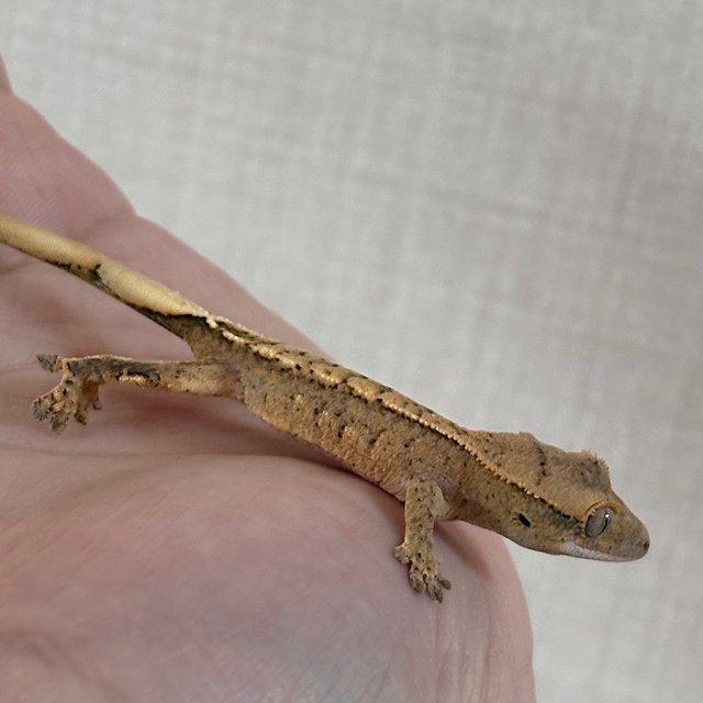 노멀 크림시클 크림