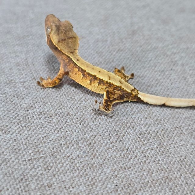 익스트림할리퀸 트라이