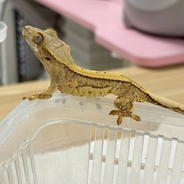 노멀 트라이 쿼드