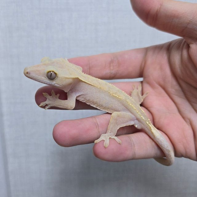 패턴리스 하이포