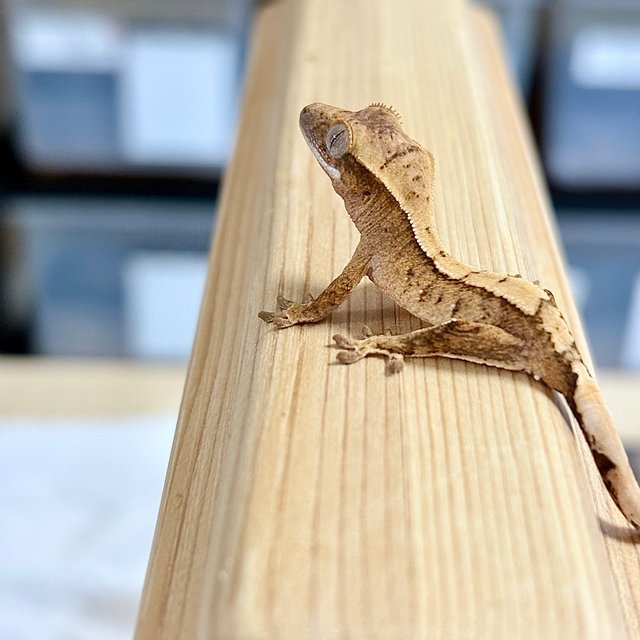 노멀 크림 크림시클 옐로우