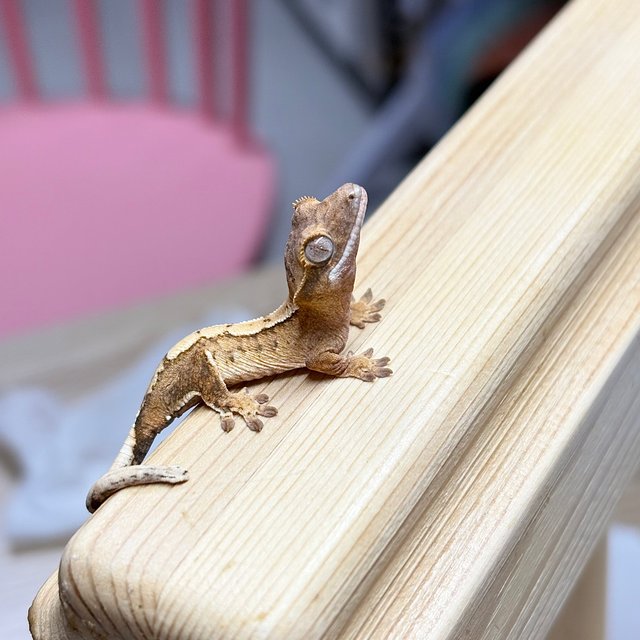 노멀 크림 크림시클 옐로우