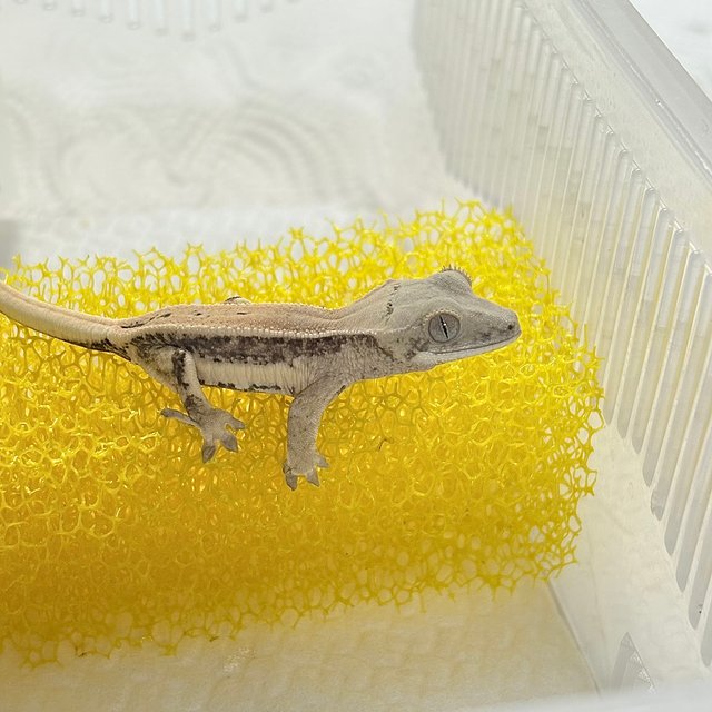 릴리화이트 크림