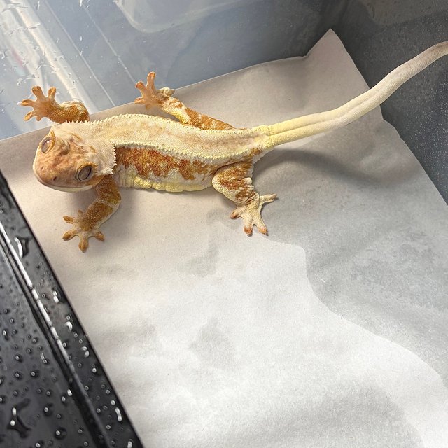 릴리화이트 크림