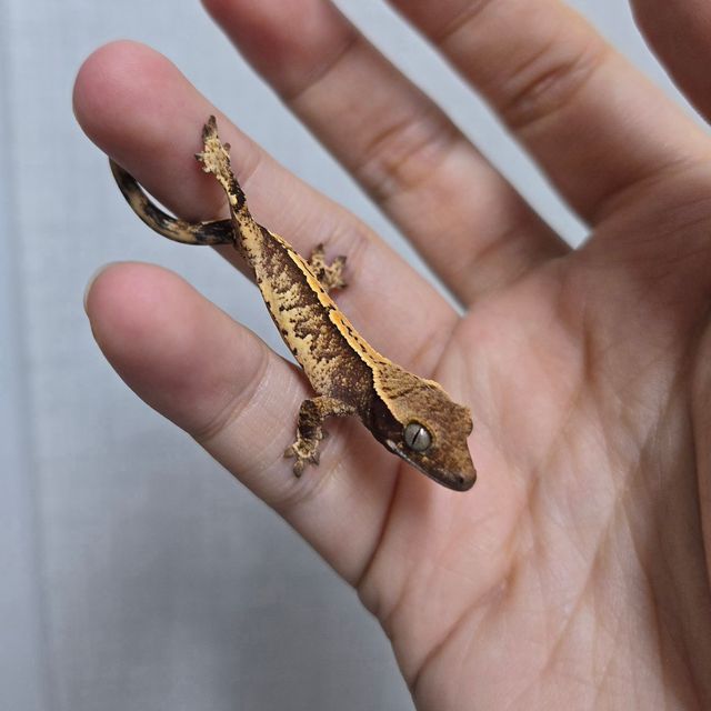 트라이