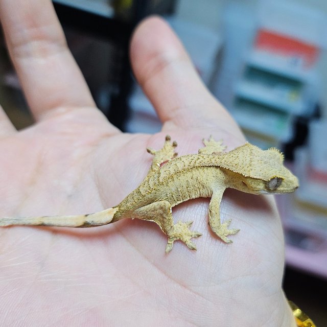 노멀 패턴리스 크림 옐로우