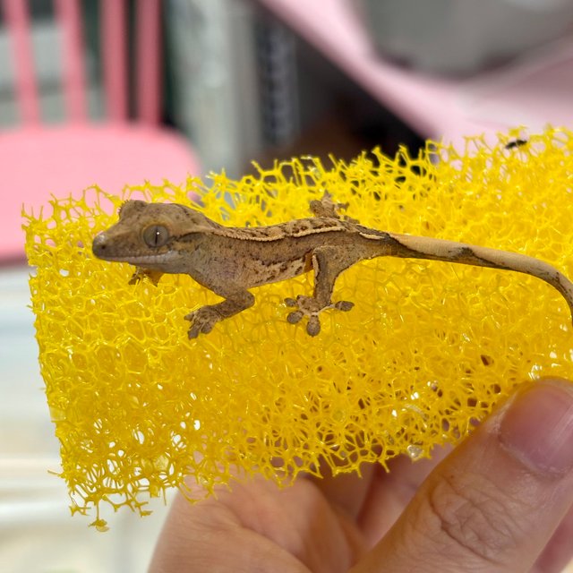 노멀 크림 크림시클