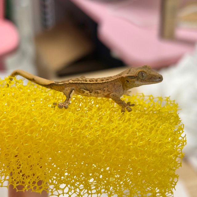 노멀 크림 크림시클