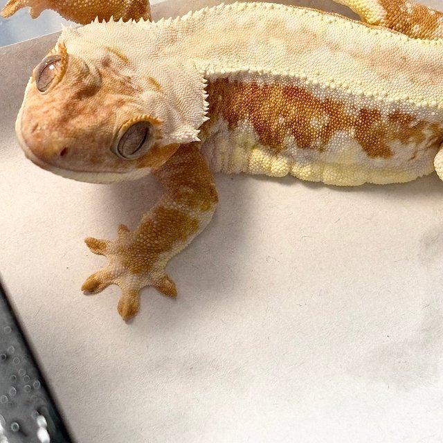 릴리화이트 크림