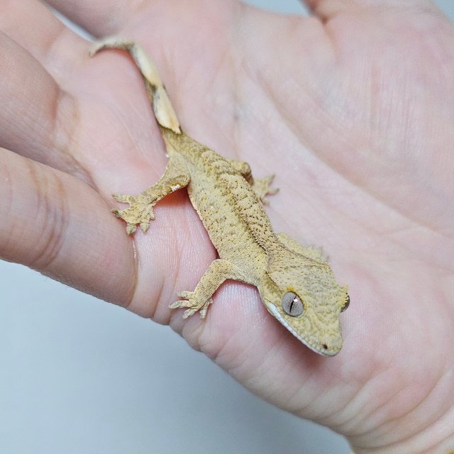 노멀 패턴리스 크림 옐로우