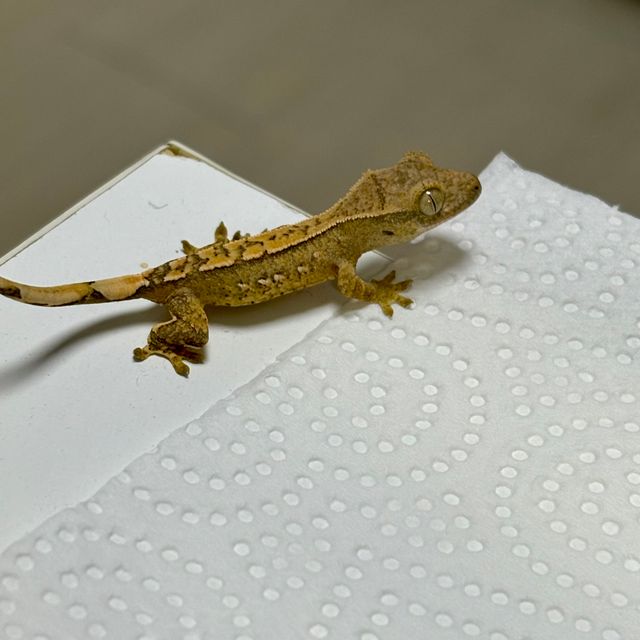 노멀 크림 크림시클