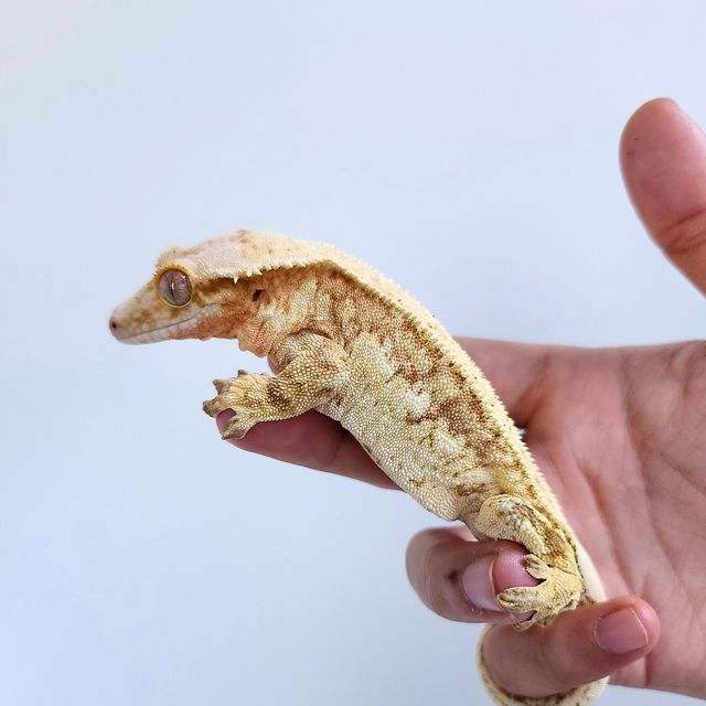 노멀 쿼드 풀핀 크림 크림시클