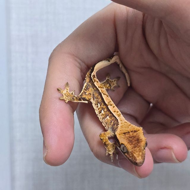 트라이