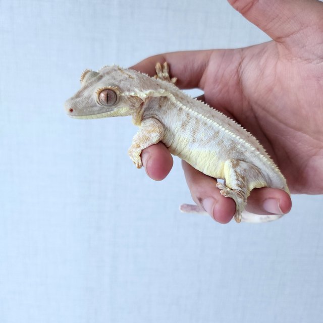 릴리화이트 크림